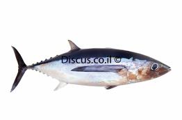 טונה-אלבקור