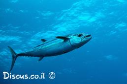 טונה אלבקור