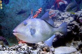 נצרן-ים-תיכוני