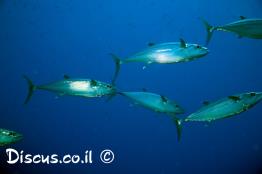 סקומברן-זריז