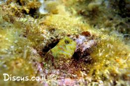 קרנון-ספינקס