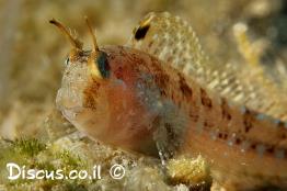 קרנון-ספינקס