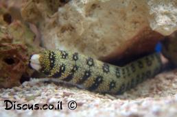 עכנון כוכבני