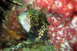 עכנון כוכבני