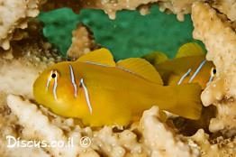 קברנונית-לימונית