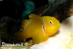 קברנונית לימונית