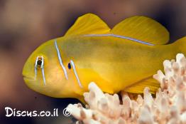 קברנונית-לימונית