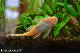 אנציסטרוס אלבינו