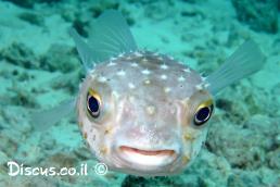 קיפודג רב קוצי