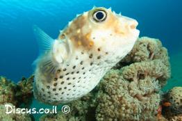 קיפודג-רב-קוצי