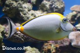 קרפנון ססגוני