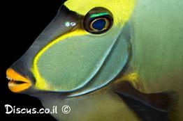 קרפנון-ססגוני