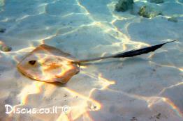 טריגון-חד-אף