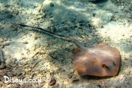 טריגון-חד-אף