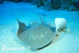 טריגון נקוד