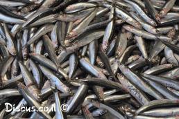 אנשובי אירופאי