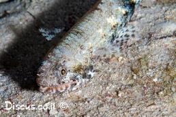 לטנון ים תיכוני