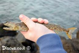 לטנון ים תיכוני