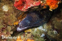 מורנה-ים-תיכונית