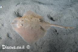 תריסנית קוצנית