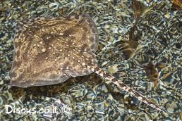 תריסנית קוצנית