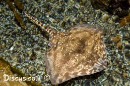 תריסנית-קוצנית