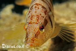 אוקנוס-מסורטט