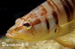 אוקנוס-מסורטט