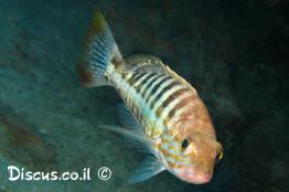 אוקנוס-פסוס