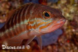 אוקנוס-פסוס