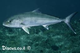 סריול אטלנטי