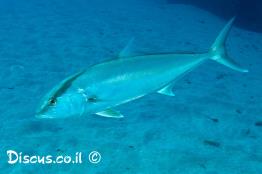 סריול-אטלנטי