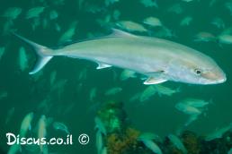 סריול אטלנטי