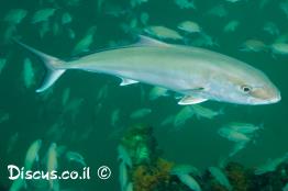 סריול-אטלנטי