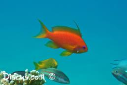 פזית ים תיכונית