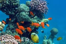 פזית ים תיכונית