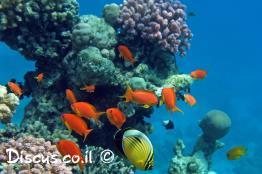 פזית-ים-תיכונית