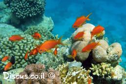 פזית ים תיכונית