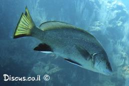 אוכם גדול קוץ