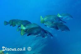 אוכם גדול קוץ