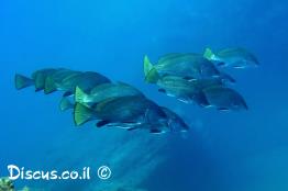 אוכם-גדול-קוץ