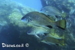 אוכם-גדול-קוץ