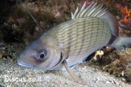 סרגוס-מסורטט