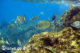סרגוס-מסורטט