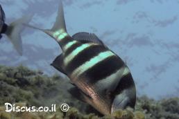 סרגוס הפסים