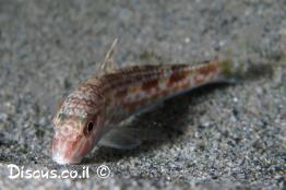 מולית-אדומה