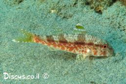 מולית אדומה