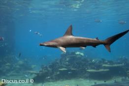 פטישן-כד-חרטום