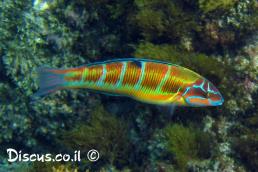 טוסון ים תיכוני