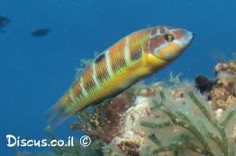 טוסון-ים-תיכוני